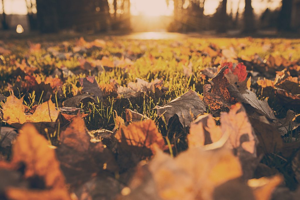 Image on Glowing Embers - UK Fireplaces and Stoves - autumn fall foliage 380